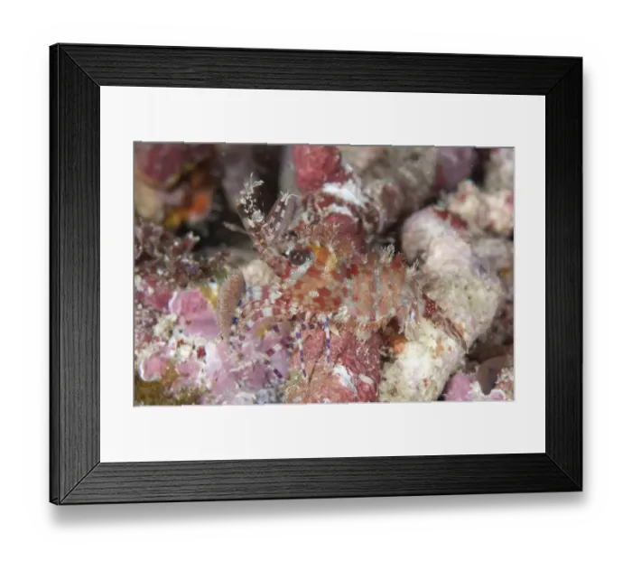 Framed Print : Marbled Shrimp (Saron marmoratus) adult, at night, Mioskon, Dampier Straits, Raja Ampat Islands (Four Kings) Framed Print : Marbled Shrimp (Saron marmoratus) adult, at night, Mioskon, Dampier Straits, Raja Ampat Islands (Four Kings)