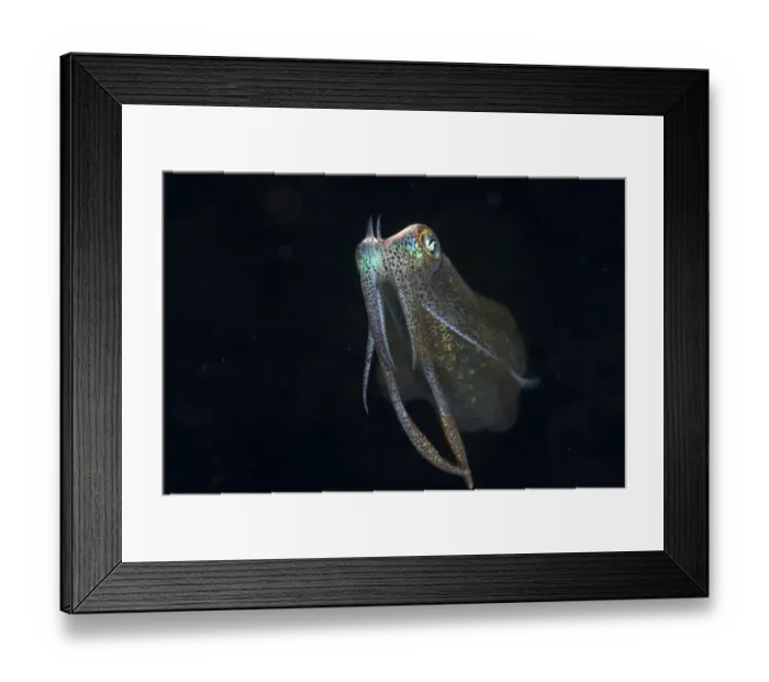 Framed Print : Bigfin Reef Squid (Sepioteuthis lessoniana) adult, at night, Lembeh Straits, Sulawesi, Sunda Islands, Indonesia, July Framed Print : Bigfin Reef Squid (Sepioteuthis lessoniana) adult, at night, Lembeh Straits, Sulawesi, Sunda Islands, Indonesia, July