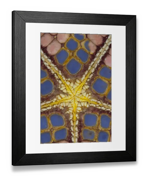 Framed Print : Pincushion Starfish (Culcita novaeguineae) adult, underside detail, Lembeh Straits, Sulawesi, Sunda Islands, Indonesia Framed Print : Pincushion Starfish (Culcita novaeguineae) adult, underside detail, Lembeh Straits, Sulawesi, Sunda Islands, Indonesia