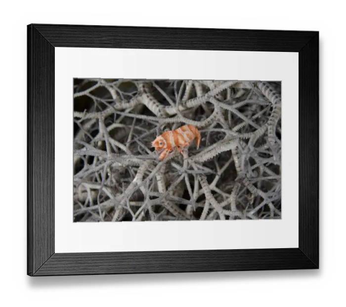 Framed Print : Basket Star Shrimp (Periclimenes lanipes) adult, resting on basketstar at night, Alor Island, Alor Archipelago