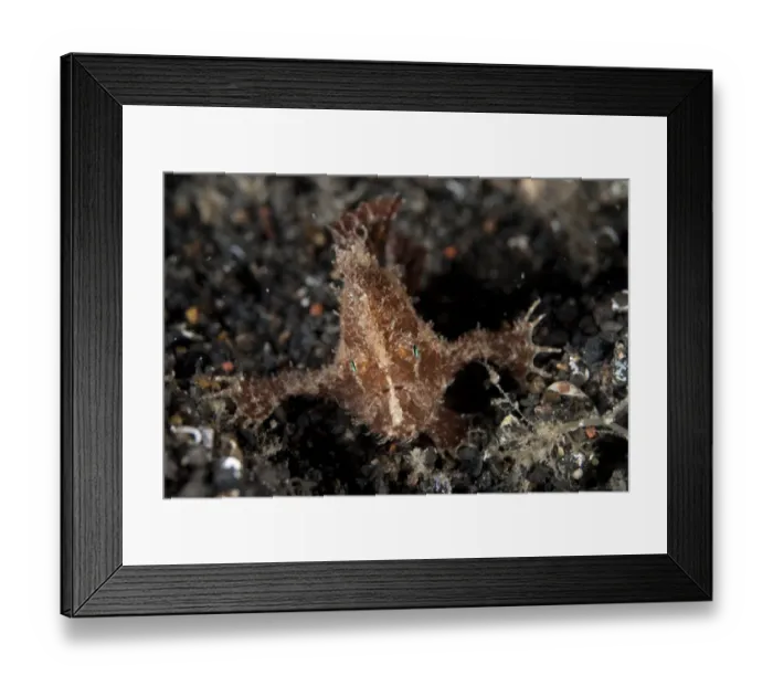 Framed Print : Spotfin Frogfish (Antennarius nummifer) adult, resting on black sand, Lembeh Straits, Sulawesi, Sunda Islands Framed Print : Spotfin Frogfish (Antennarius nummifer) adult, resting on black sand, Lembeh Straits, Sulawesi, Sunda Islands