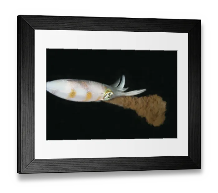 Framed Print : Bigfin Reef Squid (Sepioteuthis lessoniana) adult, ejecting ink at night, Lembeh Straits, Sulawesi, Sunda Islands Framed Print : Bigfin Reef Squid (Sepioteuthis lessoniana) adult, ejecting ink at night, Lembeh Straits, Sulawesi, Sunda Islands