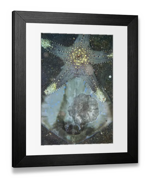 Framed Print : Honeycomb Starfish (Pentaceraster alveolatus) adult, feeding, scavenged on Blue-spotted Ribbontail Ray (Taeniura lymma) Framed Print : Honeycomb Starfish (Pentaceraster alveolatus) adult, feeding, scavenged on Blue-spotted Ribbontail Ray (Taeniura lymma)
