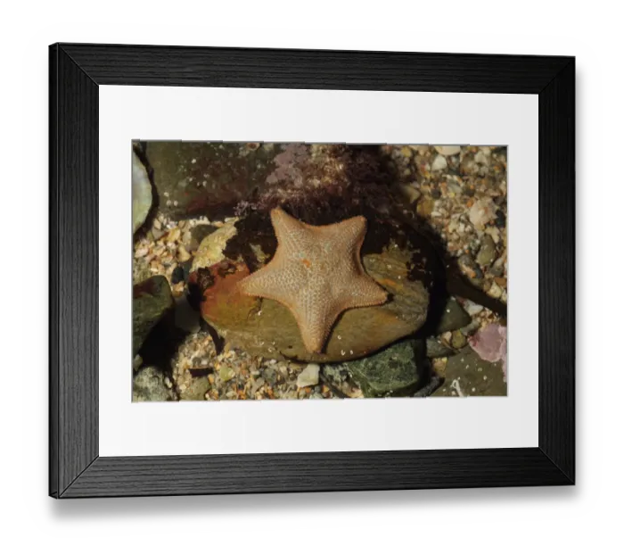 Framed Print : Starlet Cushion Star (Asterina gibbosa) adult, in rockpool at low tide, Mounts Bay, Marazion, Cornwall, England Framed Print : Starlet Cushion Star (Asterina gibbosa) adult, in rockpool at low tide, Mounts Bay, Marazion, Cornwall, England