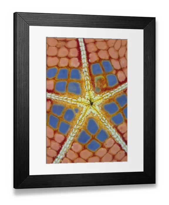 Framed Print : Pincushion Starfish (Culcita novaeguineae) adult, underside detail, Lembeh Straits, Sulawesi, Sunda Islands, Indonesia
