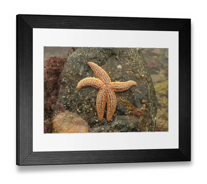 Framed Print : Common Starfish (Asterias rubens) adult, under rock on beach at low tide, Mounts Bay, Marazion, Cornwall, England Framed Print : Common Starfish (Asterias rubens) adult, under rock on beach at low tide, Mounts Bay, Marazion, Cornwall, England