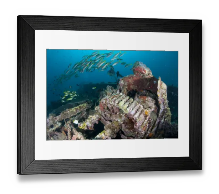 Framed Print : Coral encrusted cogs on shipwreck with fish, Cross Wreck, Manukuari, Raja Ampat Islands (Four Kings), West Papua Framed Print : Coral encrusted cogs on shipwreck with fish, Cross Wreck, Manukuari, Raja Ampat Islands (Four Kings), West Papua