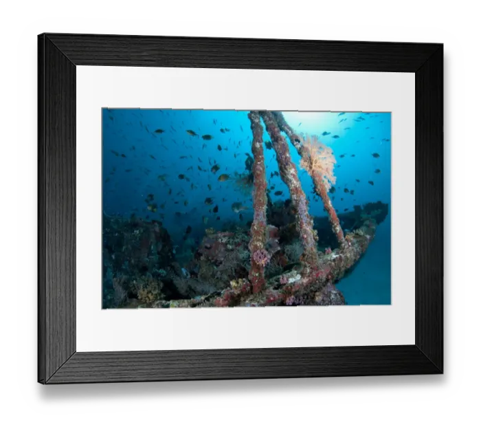 Framed Print : Coral encrusted shipwreck with fish, Cross Wreck, Manukuari, Raja Ampat Islands (Four Kings), West Papua, New Guinea Framed Print : Coral encrusted shipwreck with fish, Cross Wreck, Manukuari, Raja Ampat Islands (Four Kings), West Papua, New Guinea