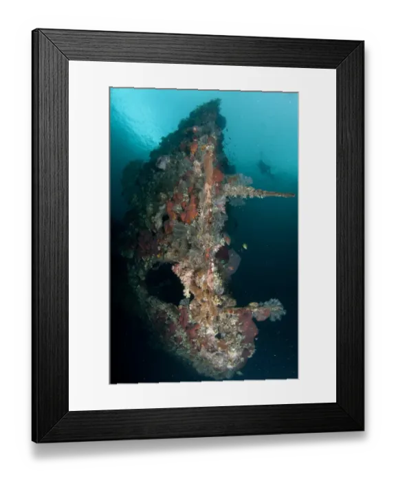 Framed Print : Diver swimming near coral encrusted shipwreck, USAT Liberty (US Army transport ship torpedoed during WWII), Tulamben Framed Print : Diver swimming near coral encrusted shipwreck, USAT Liberty (US Army transport ship torpedoed during WWII), Tulamben