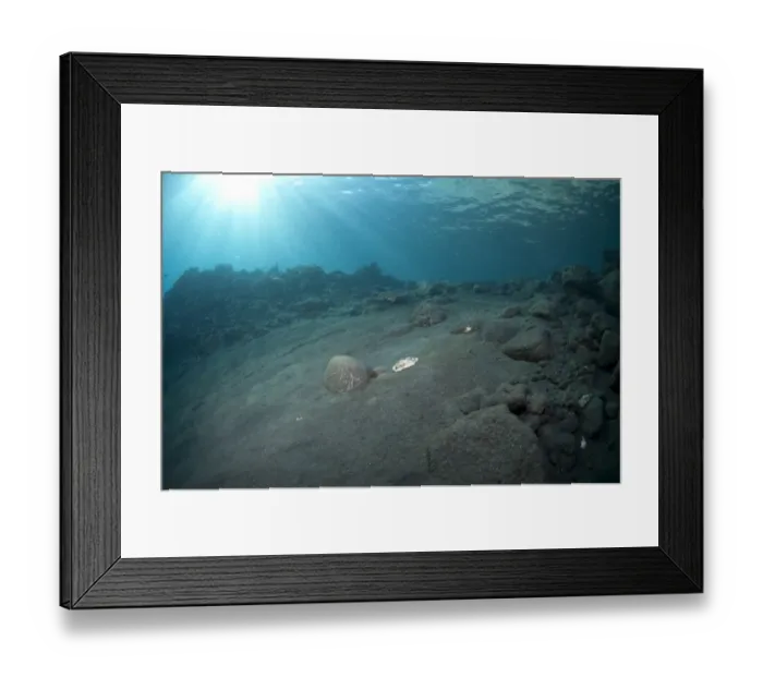 Framed Print : Volcanic sand and sunbeams underwater, Volcano Drop, Komba Island, Alor Archipelago, Lesser Sunda Islands, Indonesia Framed Print : Volcanic sand and sunbeams underwater, Volcano Drop, Komba Island, Alor Archipelago, Lesser Sunda Islands, Indonesia