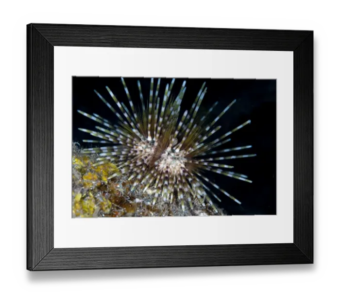 Framed Print : Double-spined Urchin (Echinothrix calamaris) adult, Seraya, Bali, Lesser Sunda Islands, Indonesia, December Framed Print : Double-spined Urchin (Echinothrix calamaris) adult, Seraya, Bali, Lesser Sunda Islands, Indonesia, December