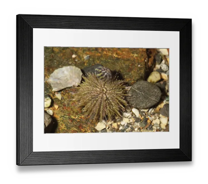 Framed Print : Green Urchin (Psammechinus miliaris) adult, in rockpool at low tide, Sennon Cove, Cornwall, England, November