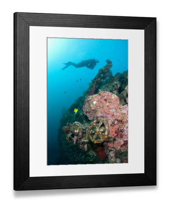 Framed Print : Scuba diver swimming at coral encrusted shipwreck, USAT Liberty (US Army transport ship torpedoed during WWII) Framed Print : Scuba diver swimming at coral encrusted shipwreck, USAT Liberty (US Army transport ship torpedoed during WWII)