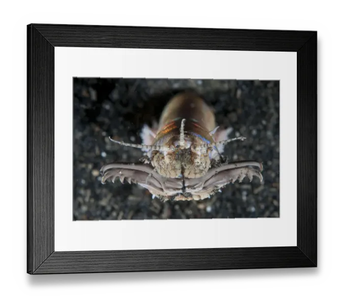Framed Print : Bobbit Worm (Eunice aphroditois) adult, with jaws open, emerging from hole, Lembeh Straits, Sulawesi, Sunda Islands Framed Print : Bobbit Worm (Eunice aphroditois) adult, with jaws open, emerging from hole, Lembeh Straits, Sulawesi, Sunda Islands