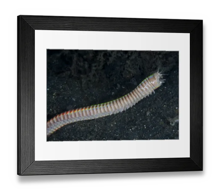 Framed Print : Bobbit Worm (Eunice aphroditois) adult, extended out of hole, Lembeh Straits, Sulawesi, Sunda Islands, Indonesia Framed Print : Bobbit Worm (Eunice aphroditois) adult, extended out of hole, Lembeh Straits, Sulawesi, Sunda Islands, Indonesia