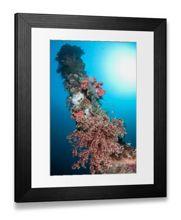 Framed Print : Coral encrusted turret of shipwreck, USAT Liberty (US Army transport ship torpedoed during WWII), Tulamben, Seraya Framed Print : Coral encrusted turret of shipwreck, USAT Liberty (US Army transport ship torpedoed during WWII), Tulamben, Seraya