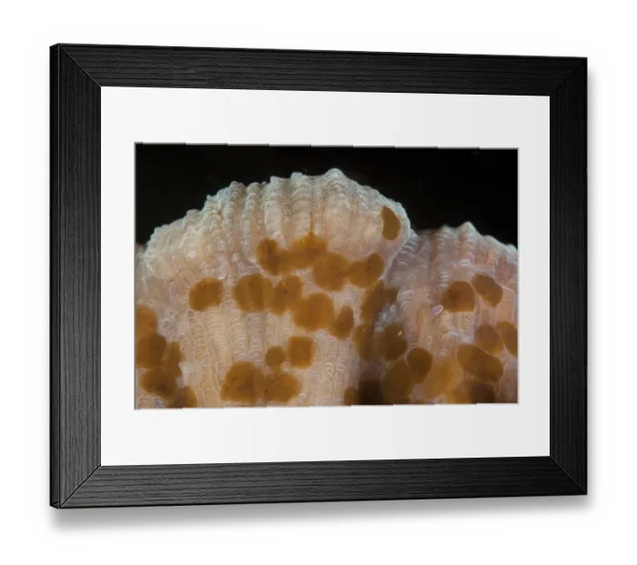 Framed Print : Acoel Flatworm (Waminoa sp. ) adults, group on coral, Lembeh Straits, Sulawesi, Sunda Islands, Indonesia, September Framed Print : Acoel Flatworm (Waminoa sp. ) adults, group on coral, Lembeh Straits, Sulawesi, Sunda Islands, Indonesia, September