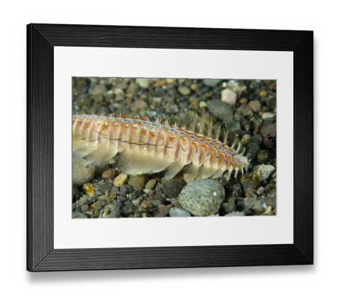 Framed Print : Golden Bristle Worm (Chloeia flava) adult, Pantar Island, Alor Archipelago, Lesser Sunda Islands, Indonesia, October Framed Print : Golden Bristle Worm (Chloeia flava) adult, Pantar Island, Alor Archipelago, Lesser Sunda Islands, Indonesia, October