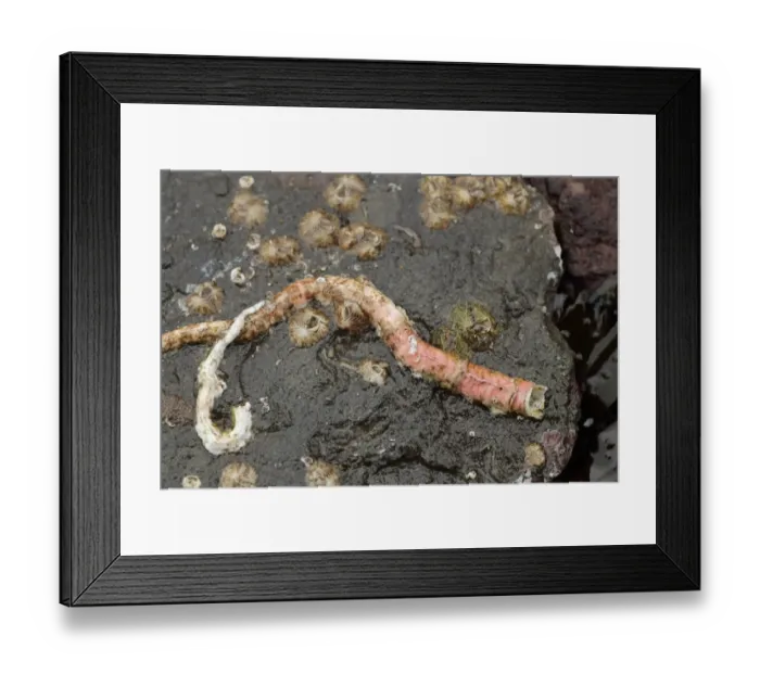 Framed Print : Calcareous Tubeworm (Serpula vermicularis) calcareous tube on rock with Sessile Barnacles (Verruca stroemia) Framed Print : Calcareous Tubeworm (Serpula vermicularis) calcareous tube on rock with Sessile Barnacles (Verruca stroemia)