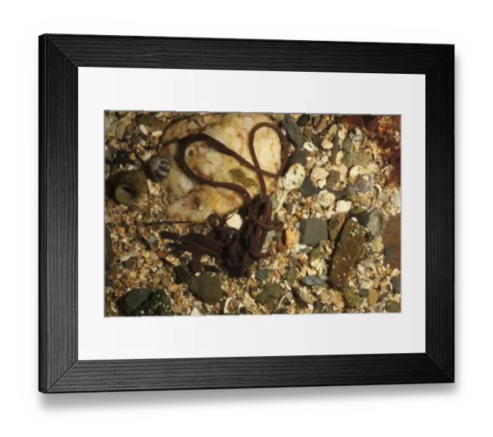 Framed Print : Bootlace Worm (Lineus longissimus) adult, in rockpool at low tide, Mounts Bay, Marazion, Cornwall, England, November Framed Print : Bootlace Worm (Lineus longissimus) adult, in rockpool at low tide, Mounts Bay, Marazion, Cornwall, England, November
