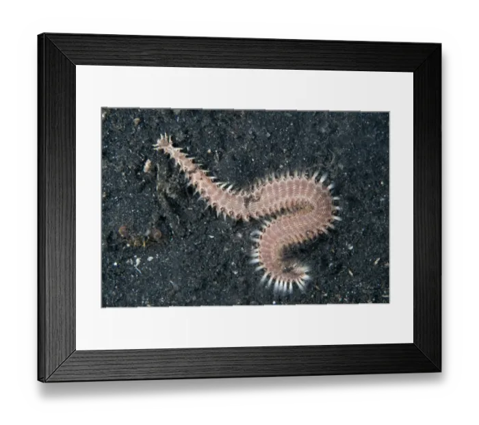 Framed Print : Lined Fireworm (Pherecardia striata) adult, on black sand at night, Lembeh Straits, Sulawesi, Sunda Islands, Indonesia