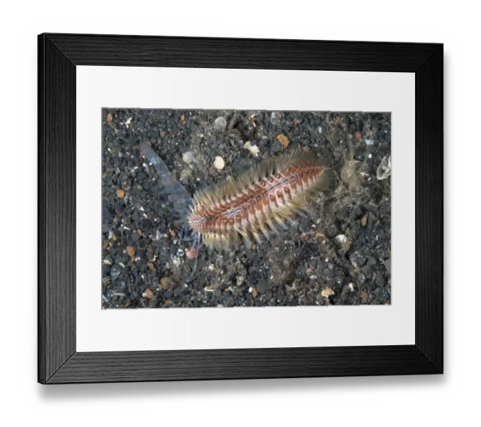 Framed Print : Golden Bristle Worm (Chloeia flava) adult, feeding on discarded shell from moulted shrimp, on black sand Framed Print : Golden Bristle Worm (Chloeia flava) adult, feeding on discarded shell from moulted shrimp, on black sand