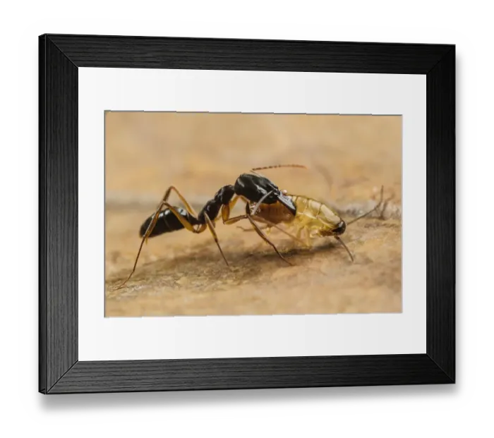 Framed Print : Trap-jaw Ant (Odontomachus sp. ) adult, with captured cockroach larva prey (captive) Framed Print : Trap-jaw Ant (Odontomachus sp. ) adult, with captured cockroach larva prey (captive)