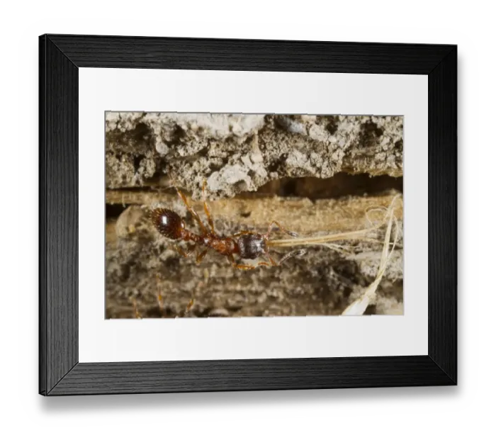 Framed Print : Ant (Leptothorax acervorum) adult worker, carrying piece of dry grass to nest, Powys, Wales, July Framed Print : Ant (Leptothorax acervorum) adult worker, carrying piece of dry grass to nest, Powys, Wales, July