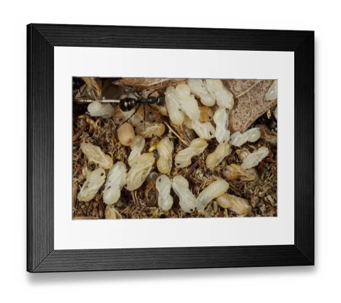 Framed Print : Wood Ant (Formica lemani) adult workers, tending larvae and naked (not cocooned) pupae in nest, Powys, Wales, August Framed Print : Wood Ant (Formica lemani) adult workers, tending larvae and naked (not cocooned) pupae in nest, Powys, Wales, August