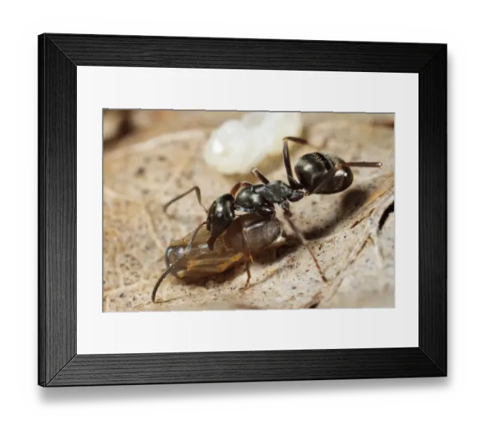 Framed Print : Wood Ant (Formica lemani) adult worker, carrying naked (not cocooned) pupae in nest, Powys, Wales, August Framed Print : Wood Ant (Formica lemani) adult worker, carrying naked (not cocooned) pupae in nest, Powys, Wales, August