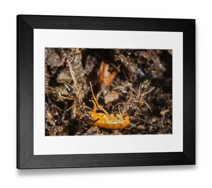 Framed Print : Trap-jaw Ant (Odontomachus sp. ) two adults, with captured cockroach larva prey (captive) Framed Print : Trap-jaw Ant (Odontomachus sp. ) two adults, with captured cockroach larva prey (captive)