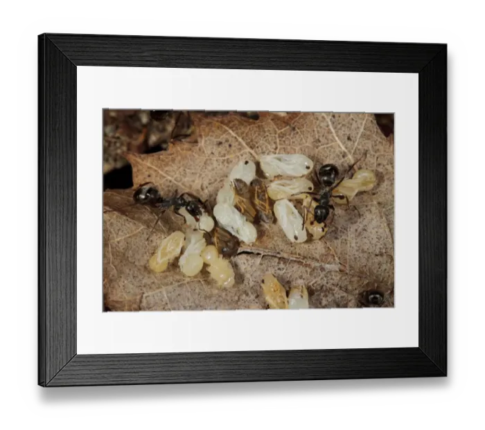 Framed Print : Wood Ant (Formica lemani) adult workers, tending naked (not cocooned) pupae in nest, Powys, Wales, August Framed Print : Wood Ant (Formica lemani) adult workers, tending naked (not cocooned) pupae in nest, Powys, Wales, August