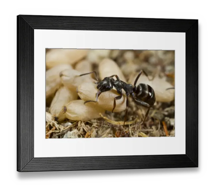 Framed Print : Wood Ant (Formica lemani) adult worker, carrying cocooned pupae in nest, Powys, Wales, August Framed Print : Wood Ant (Formica lemani) adult worker, carrying cocooned pupae in nest, Powys, Wales, August