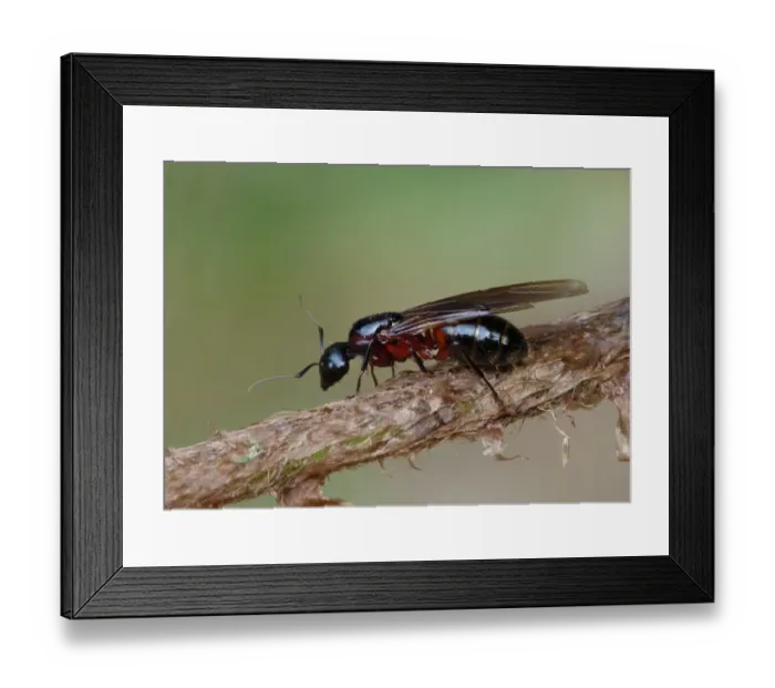 Framed Print : Southern Wood Ant (Formica rufa) adult female, winged queen, Cannobina Valley, Italian Alps, Piedmont, Italy, July Framed Print : Southern Wood Ant (Formica rufa) adult female, winged queen, Cannobina Valley, Italian Alps, Piedmont, Italy, July