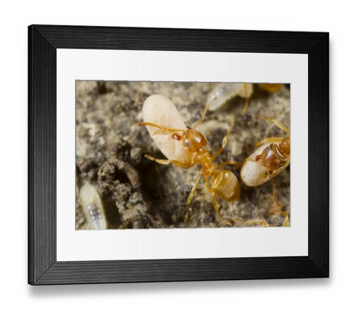 Framed Print : Yellow Meadow Ant (Lasius flavus) adult workers, moving cocooned pupae in nest, Powys, Wales, August Framed Print : Yellow Meadow Ant (Lasius flavus) adult workers, moving cocooned pupae in nest, Powys, Wales, August