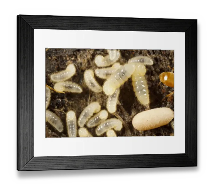 Framed Print : Yellow Meadow Ant (Lasius flavus) larvae and cocooned pupae in nest, Powys, Wales, August Framed Print : Yellow Meadow Ant (Lasius flavus) larvae and cocooned pupae in nest, Powys, Wales, August