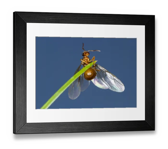 Framed Print : Yellow Meadow Ant (Lasius flavus) winged queeen, about to take flight from grass leaf, Powys, Wales, August
