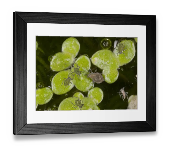 Framed Print : Waterlily Aphid (Rhopalosiphum nymphaeae) adult and young, on Common Duckweed (Lemna minor) leaves in garden pond Framed Print : Waterlily Aphid (Rhopalosiphum nymphaeae) adult and young, on Common Duckweed (Lemna minor) leaves in garden pond