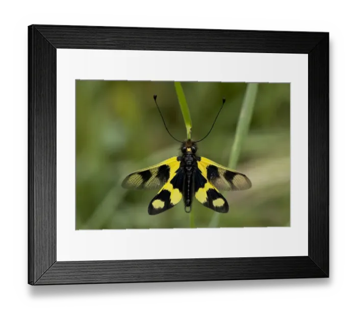 Framed Print : Ascalaphid (Libelloides macaronius) adult, with wings open, Northern Greece, May Framed Print : Ascalaphid (Libelloides macaronius) adult, with wings open, Northern Greece, May