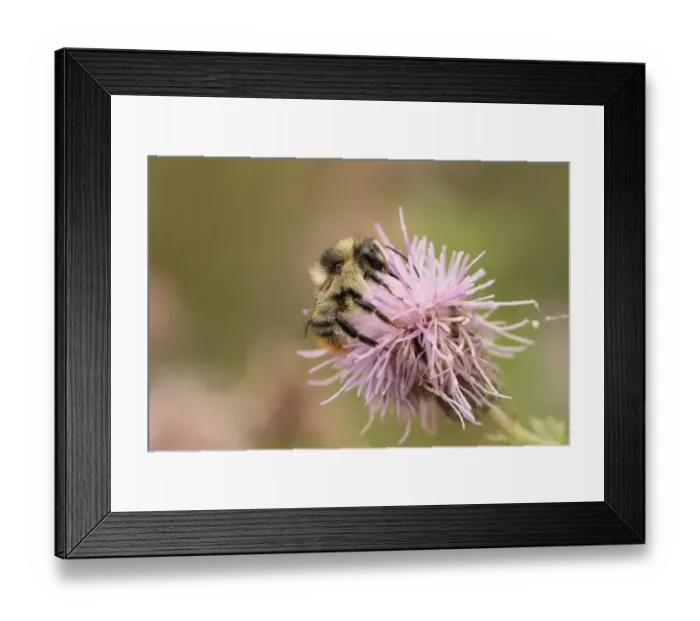 Framed Print : Shrill Carder Bee (Bombus sylvarum) adult, feeding on knapweed flower, Rainham Marshes RSPB Reserve, Thames Estuary
