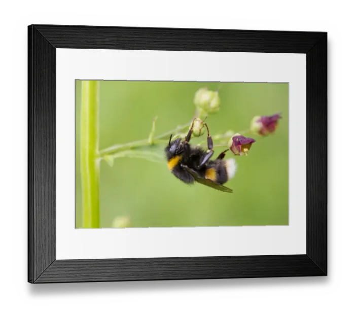 Framed Print : Common White-tailed Bumblebee (Bombus lucorum) adult, hanging from figwort, River Whiteadder, Berwickshire Framed Print : Common White-tailed Bumblebee (Bombus lucorum) adult, hanging from figwort, River Whiteadder, Berwickshire