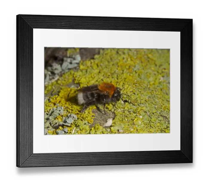 Framed Print : Tree Bumblebee (Bombus hypnorum) adult, resting on lichen covered branch, Norfolk, England, June Framed Print : Tree Bumblebee (Bombus hypnorum) adult, resting on lichen covered branch, Norfolk, England, June