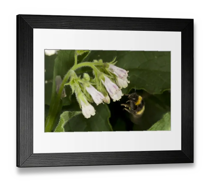 Framed Print : Early Bumblebee (Bombus pratorum) adult, in flight, visiting comfrey flower, Kingcombe, Dorset, England, July Framed Print : Early Bumblebee (Bombus pratorum) adult, in flight, visiting comfrey flower, Kingcombe, Dorset, England, July