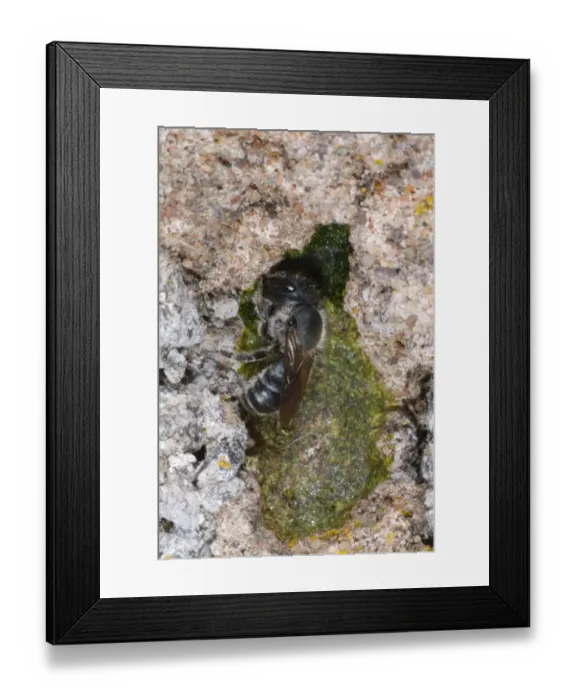Framed Print : Stelidine Bee (Stelis phaeoptera) adult female, chewing into nest of Mason Bee (Osmia leaiana) Framed Print : Stelidine Bee (Stelis phaeoptera) adult female, chewing into nest of Mason Bee (Osmia leaiana)