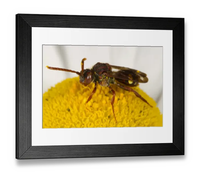 Framed Print : Red-horned Nomad Bee (Nomada ruficornis) adult female, on Ox-eye Daisy (Leucanthemum vulgare) flower, Powys, Wales