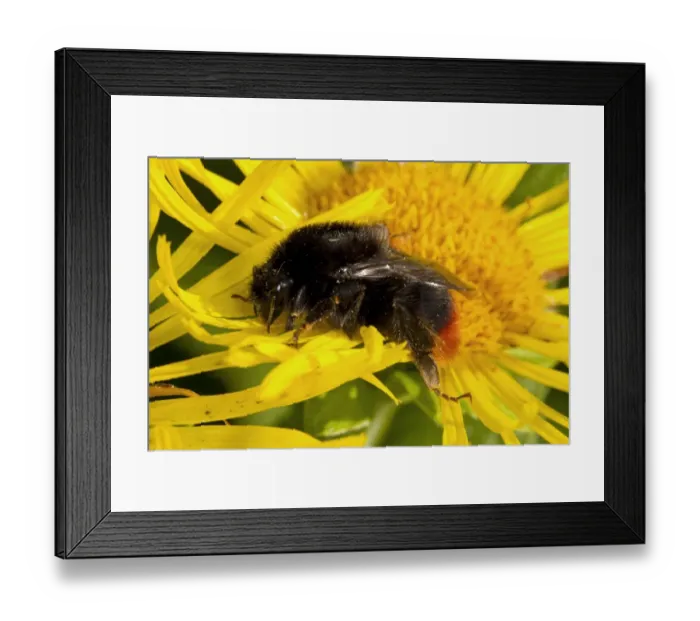 Framed Print : Red-shanked Carder Bumblebee (Bombus ruderarius) queen, on sunflower flower in garden, Powys, Wales, August