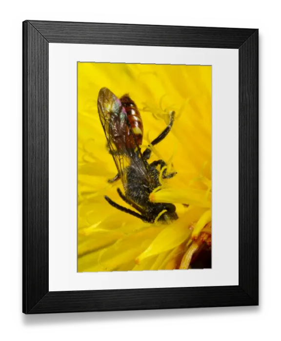 Framed Print : Fabricius Nomad Bee (Nomada fabriciana) adult male, feeding on dandelion flower, Powys, Wales, April Framed Print : Fabricius Nomad Bee (Nomada fabriciana) adult male, feeding on dandelion flower, Powys, Wales, April