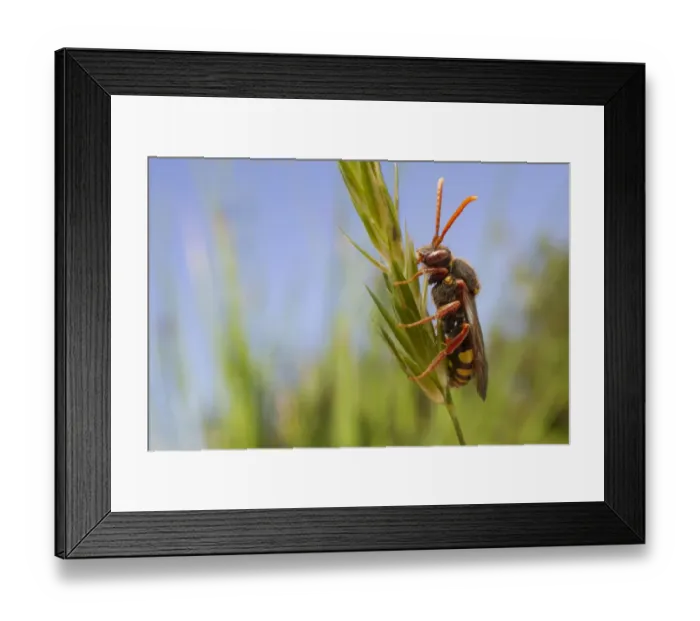 Framed Print : Red-horned Nomad Bee (Nomada ruficornis) adult, resting on grass flowerhead, Leicestershire, England, May Framed Print : Red-horned Nomad Bee (Nomada ruficornis) adult, resting on grass flowerhead, Leicestershire, England, May