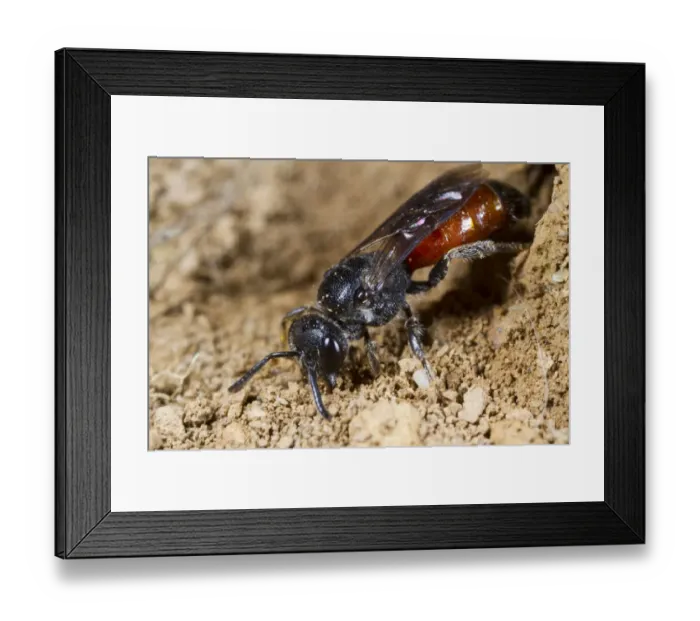 Framed Print : Cuckoo Bee (Sphecodes ephippius) adult female, filling in nest burrow of raided host bee, Powys, Wales, June Framed Print : Cuckoo Bee (Sphecodes ephippius) adult female, filling in nest burrow of raided host bee, Powys, Wales, June