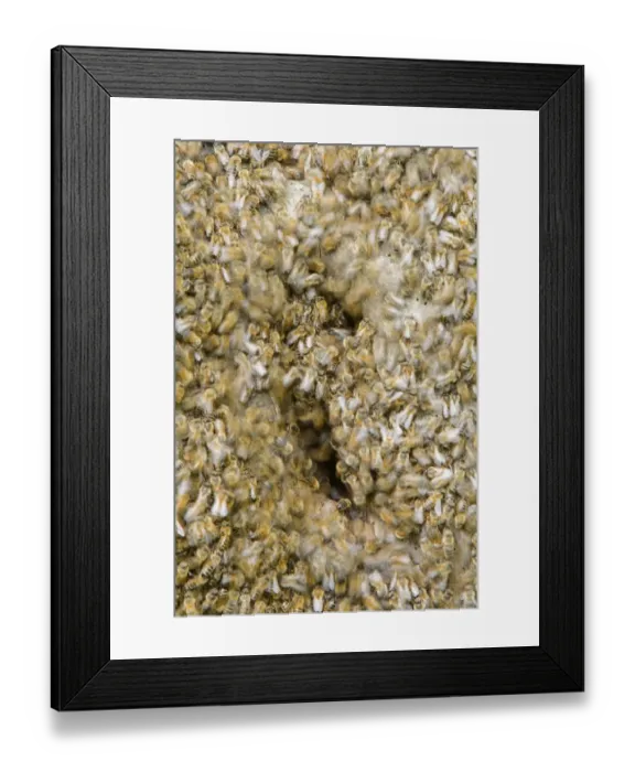 Framed Print : Western Honey Bee (Apis mellifera) wild swarm, swarming around nest, blurred movement, Blithfield, Staffordshire Framed Print : Western Honey Bee (Apis mellifera) wild swarm, swarming around nest, blurred movement, Blithfield, Staffordshire